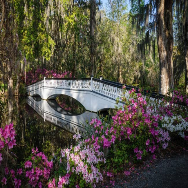 Things To Do Magnolia Plantation & Gardens
