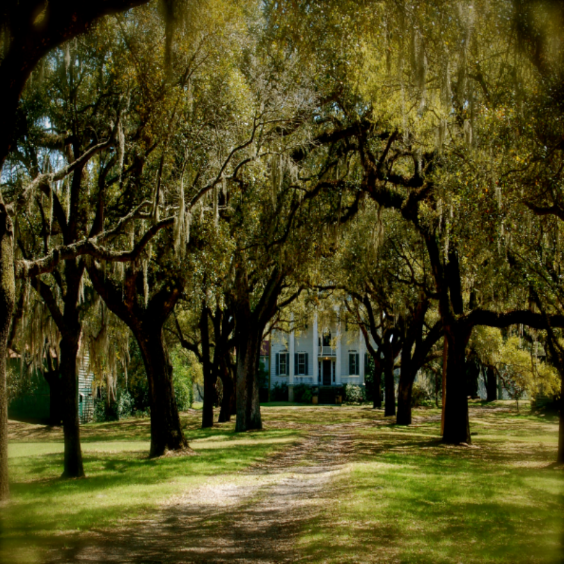 Things To Do McLeod Plantation